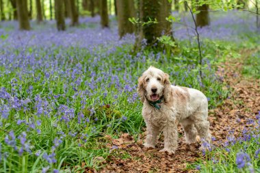 Cocker spaniel bluebell orman