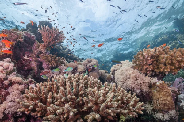 Sudão natureza recife de coral — Fotografia de Stock