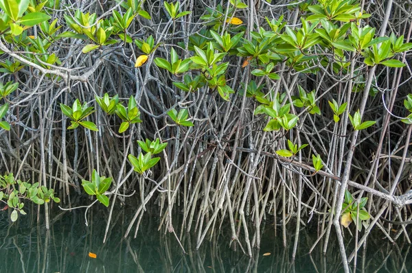 ガラパゴスマングローブ植物 — ストック写真
