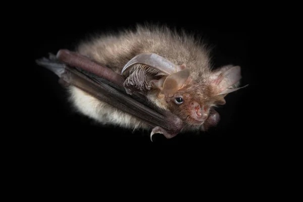 Brown morcego de orelhas compridas fundo preto — Fotografia de Stock