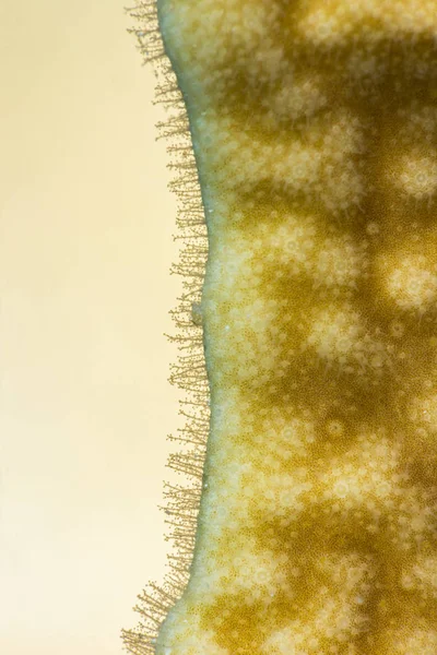 Feu corail cnidocytes macro — Photo