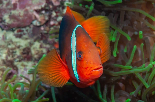 Pesce pagliaccio di pomodoro in anemone Filippine — Foto Stock