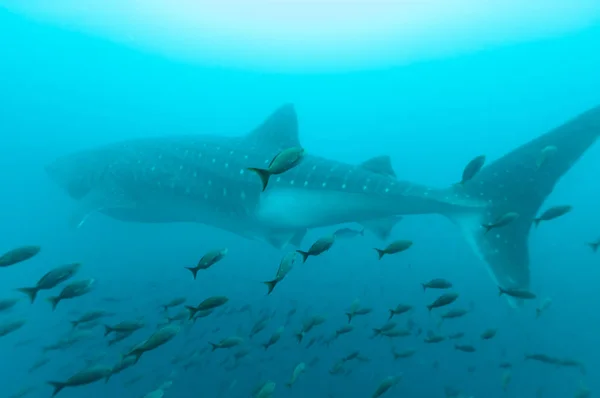 魚の群れの中のジンベエザメ — ストック写真