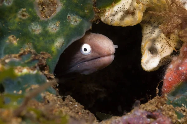 Cara de anguila morena con ojos blancos — Foto de Stock