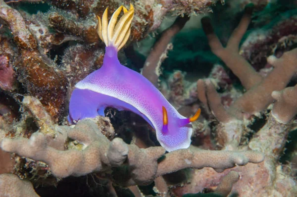 Danjugan sea slug Hypselodoris bullocki — Stock Photo, Image