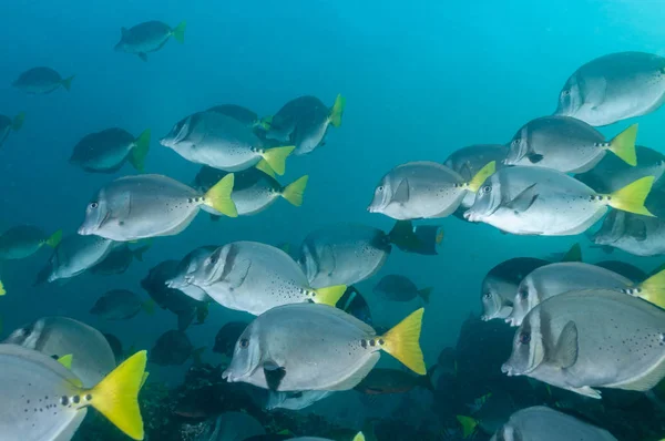 Razor surgeonfish shoal in the Galapagos