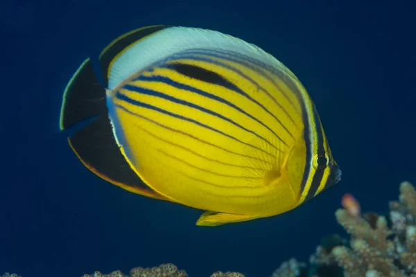 Exquisite butterflyfish swimming over Red Sea coral reef — Foto Stock