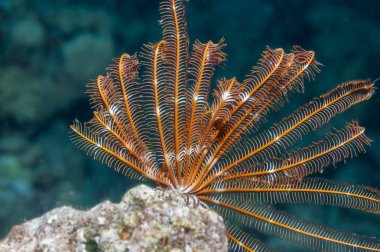 Feather star Red Sea coral reef