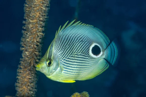 Foureye butterflyfish swimming in Bahamas — стокове фото