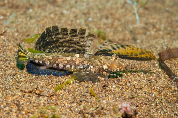 Orange and black dragonet camouflaged on seabed — 스톡 사진