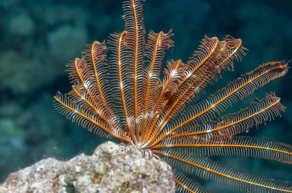 Feather star Red Sea coral reef — Stock fotografie