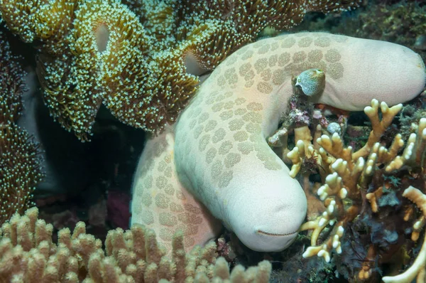 Granular sea star Philippines coral reef — Stock Fotó