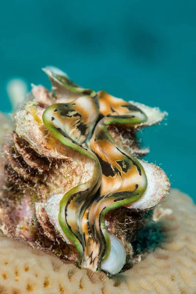 Giant clam portrait Philippines coral reef — 图库照片