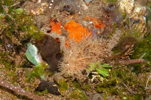 Striated frogfish Philippines camouflaged on seabed — Φωτογραφία Αρχείου