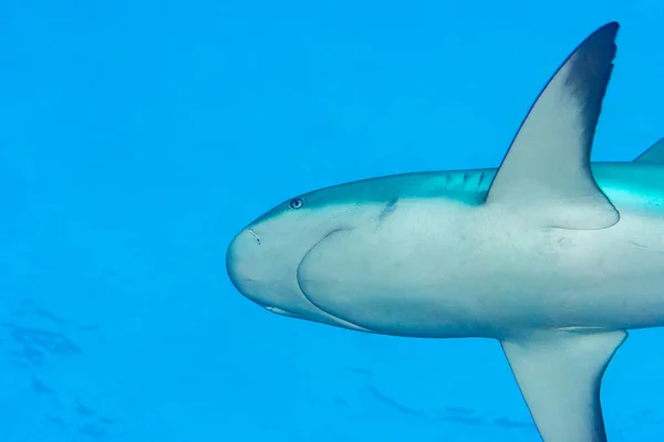 Underneath Caribbean reef shark Bahamas — Zdjęcie stockowe