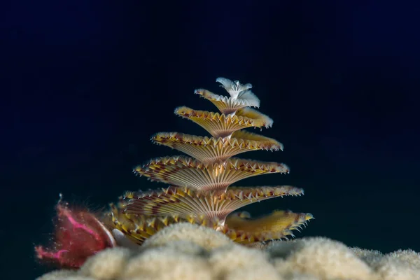 Bahamas christmas tree worm on hard coral —  Fotos de Stock