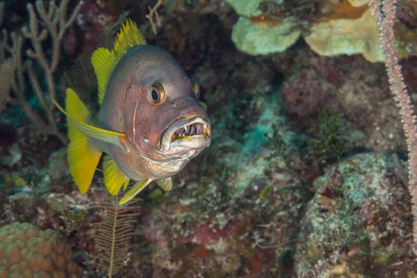 Schoolmaster snapper mouth open Bahamas — Stok fotoğraf