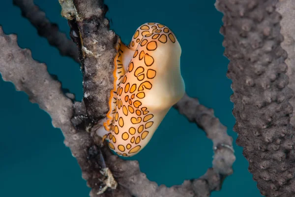 Flamingo tongue snail on sea fan Bahamas — Stock fotografie