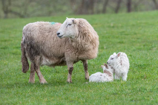 Brecon Beacons ewe with two lambs — ストック写真