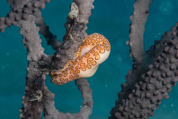 Flamingo tongue snail diagonal Bahamas — 图库照片