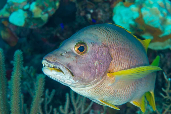 Schoolmaster snapper fish portrait Bahamas — Stock Photo, Image