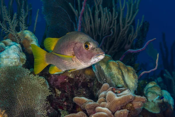 Schoolmaster snapper fish reefscape Bahamas — Fotografia de Stock