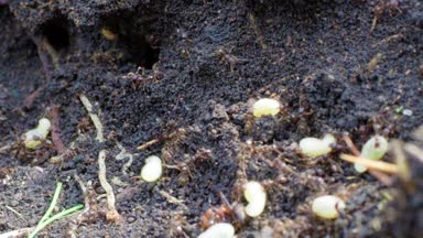 Karıncalar karınca yuvası içinde gezinme. Makro. Karıncalar karınca üzerinde