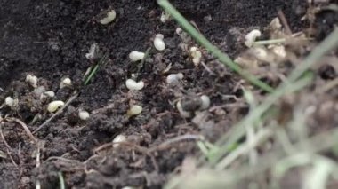 Karıncalar karınca yuvası içinde gezinme. Makro. Karıncalar karınca üzerinde