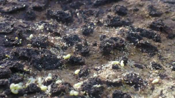 Formigas Rastejar Formigueiro Macro Formigas Formigueiro — Vídeo de Stock