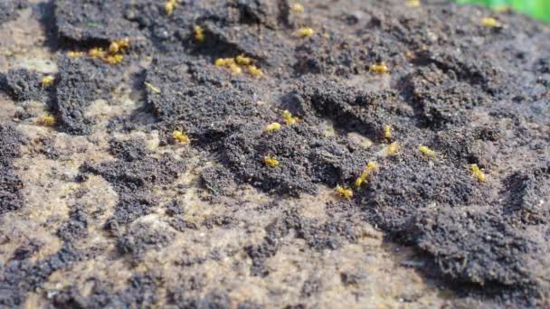 Ameisen Krabbeln Ameisenhaufen Makro Ameisen Auf Einem Ameisenhaufen — Stockvideo