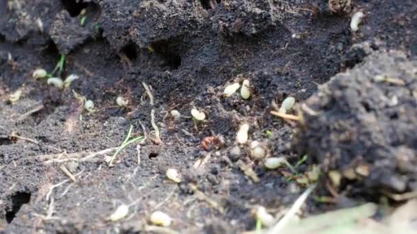 Ameisen Krabbeln Ameisenhaufen Makro Ameisen Auf Einem Ameisenhaufen — Stockvideo