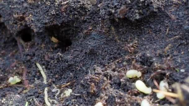 Ants Crawling Anthill Macro Ants Anthill — Stock Video