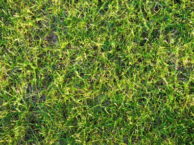 Yeşil çimen futbol sahası arka planı