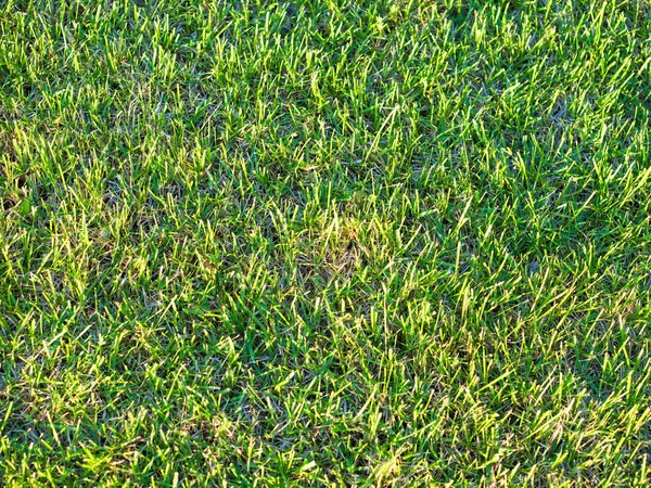 Green grass soccer field background Royalty Free Stock Photos