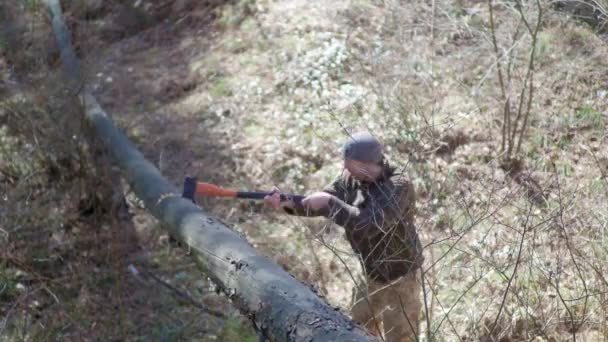 Man Skär Med Yxa Ett Gammalt Träd — Stockvideo