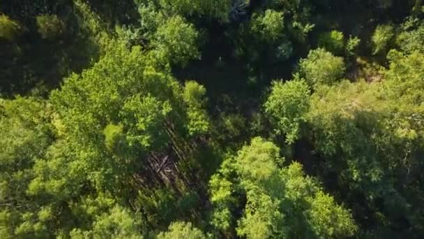 Verano Cálido Sol Luz Bosque Vista Aérea — Vídeos de Stock