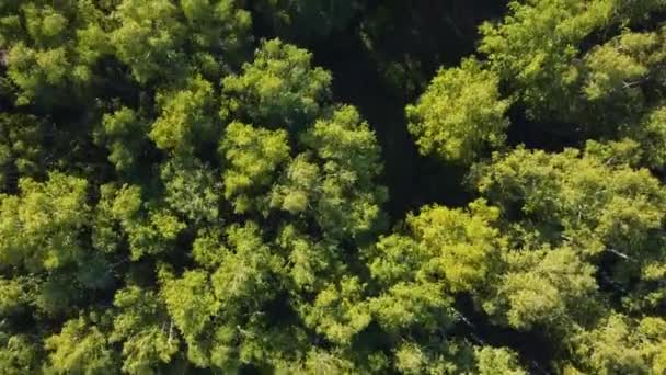 Sommer Warm Sonne Licht Wald Luftaufnahme — Stockvideo