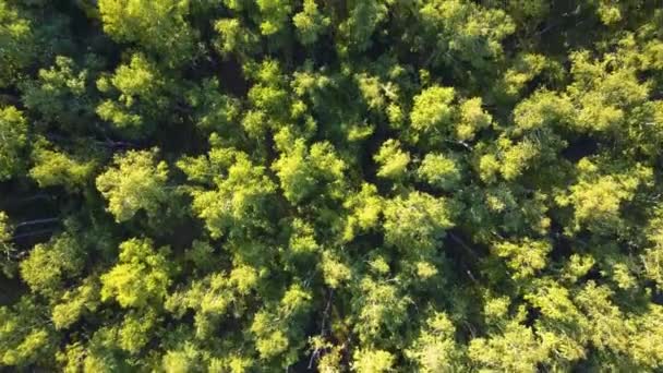 Sommer Warm Sonne Licht Wald Luftaufnahme — Stockvideo