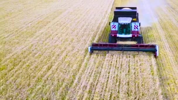 Combineer oogst zonnebloem. Gedurende de dag. Luchtfoto schieten. In de herfst. — Stockvideo