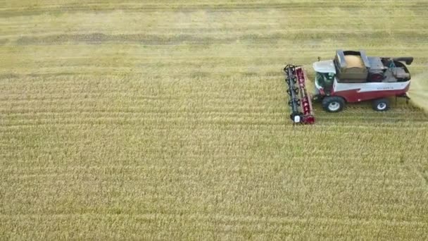 Combineert oogst zonnebloem. Dag. Luchtfoto schieten. — Stockvideo