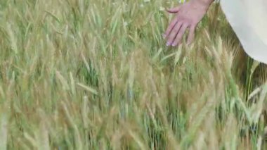Atış alanı ve dokunaklı altın spikelets yürüyüş kadın el kapatın. Ağır çekim.