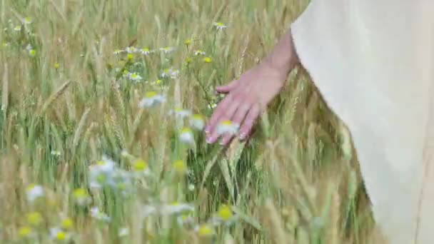 Frau zu Fuß in einem Feld von Mohn und Weizen berühren sie mit Sonnenstrahlen an Sommertagen kopieren Weltraum Hintergrund — Stockvideo