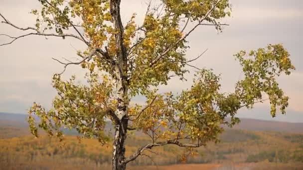 Des feuilles à pointe rouge dorée flottent dans le vent dans une forêt automnale à côté d'une vallée — Video