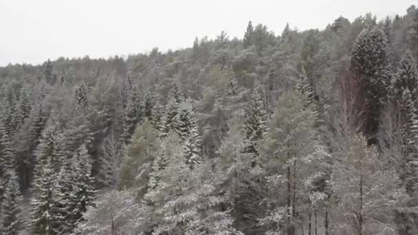 Drone hermoso show del cielo por encima de árboles de pino cubierto de nieve en Europa — Vídeos de Stock