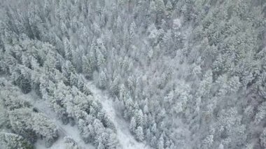 Temiz ve pürüzsüz güzel karlı kış orman düz aşağı kamera ile hava.