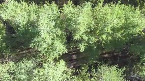 Зверху вниз повітряний дрон зображення пишного зеленого змішаного листяного і хвойного лісу . — стокове відео
