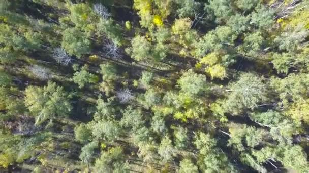 AERIAL Volando sobre el hermoso bosque de otoño. Vuelo sobre hermoso parque paisajístico con árboles verdes bosques en otoño. Vista aérea 4K . — Vídeo de stock