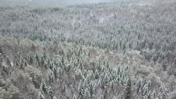 Воздушные пролёты замерзших снежных еловых лесов — стоковое видео