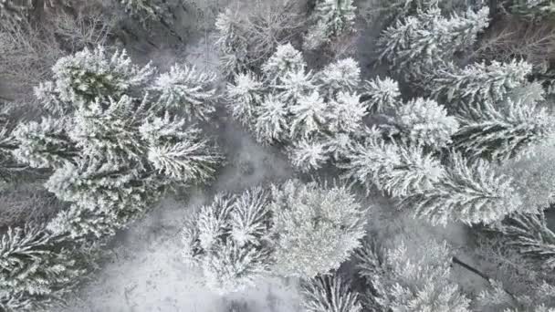 Antenn: Flyga över snöiga skogen och kullarna. — Stockvideo