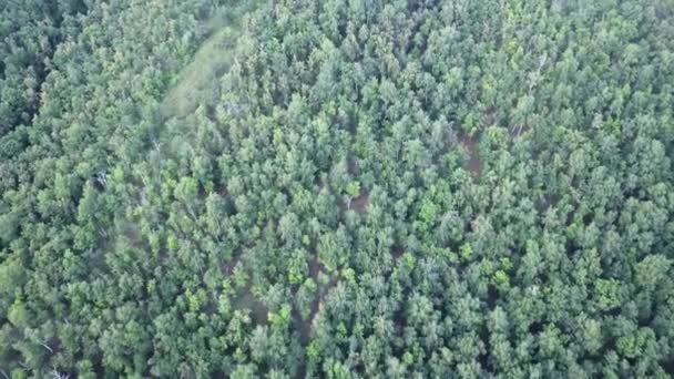 Shora dolů letecké dron obraz svěží zelené smíšeného listnatého a jehličnatého lesa. — Stock video